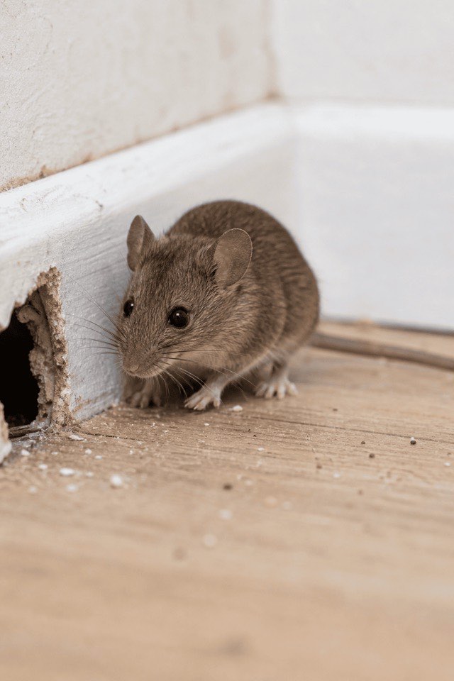 Souris domestique en gros plan