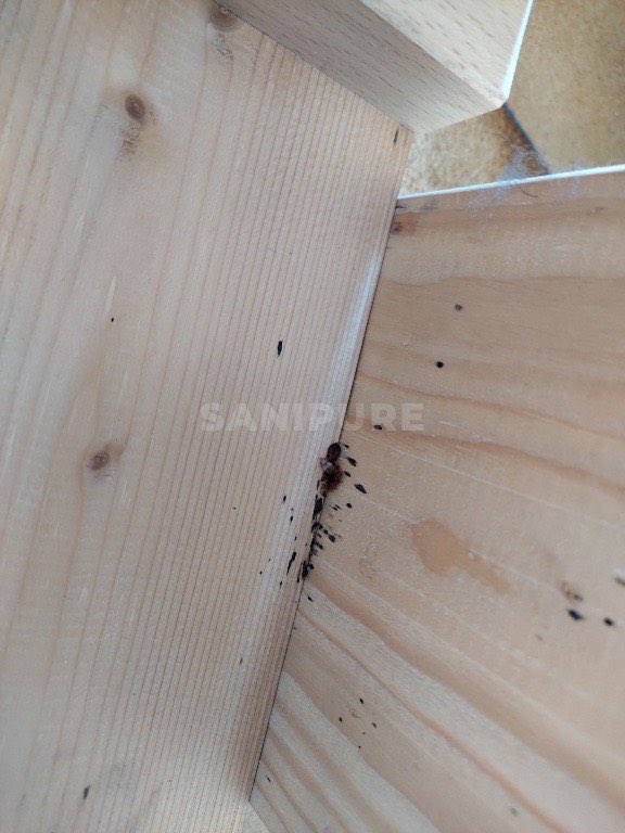 Angle intérieur d'un cadre de lit en pin, petit amas d'insectes bruns à la jonction et points noirs