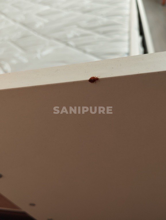 Punaise de lit brun-rouge sur le bord d'un cadre de lit beige, matelas blanc matelassé derrière